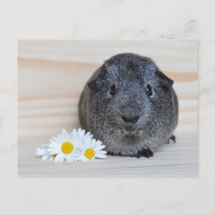 Söt Agouti Marsvin med Prästkragar Vykort