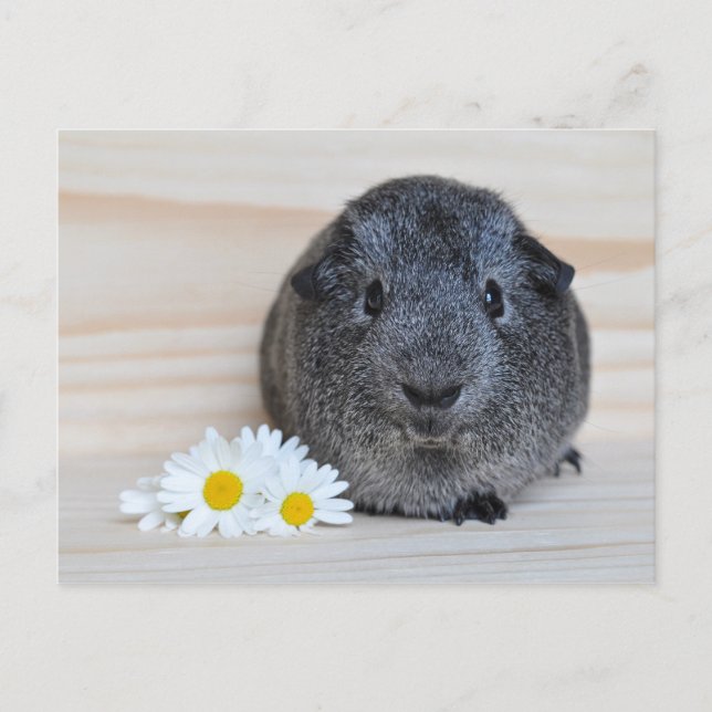 Söt Agouti Marsvin med Prästkragar Vykort (Framsida)