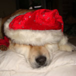 Söt akita hund som sover klädd för jultoma pussel<br><div class="desc">Namn i det här roliga sömnig söta japanska akita på det ursprungliga julpusslet heter Asia, hon är en röd akita, en amerikansk typ akita och en del japansk typ akita. Asien är en rädding hund, och hon kärlek förstörs vid Jul, hon ser mycket lycklig som sover med sin söt jultomte...</div>