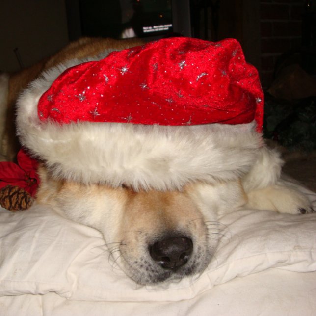 Söt akita hund som sover klädd för jultoma pussel (Skapare uppladdad)