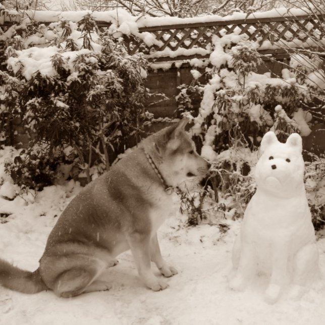 Söt akita i snö med snögubbe akita hund-foto pussel (Skapare uppladdad)