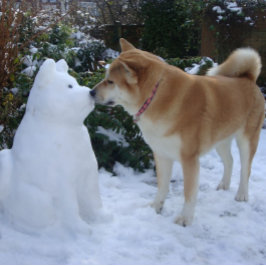 söt akita kysser snögubbe akita hund pussel