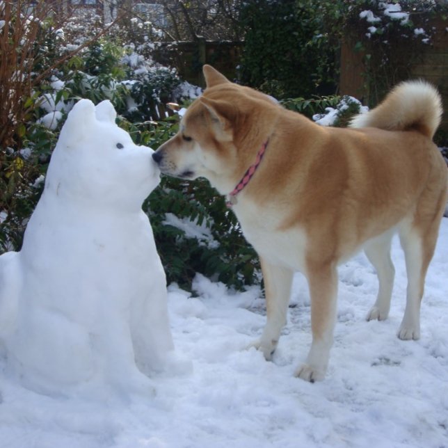 söt akita kysser snögubbe akita hund pussel (Skapare uppladdad)