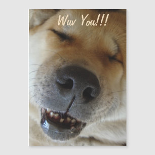 Söt akita-leende rolig hund kärlek