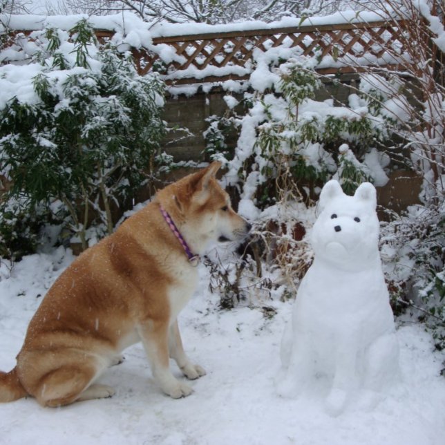Söt akita sitta i snö med snögubbe hund-foto vykort (Skapare uppladdad)