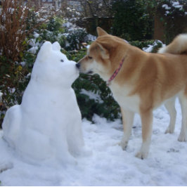 söt akita som kysser snömannen akita fotografi vykort