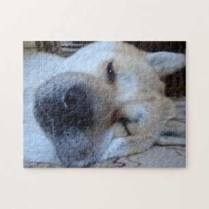 Söt akita sov original hundar sovande foto pussel