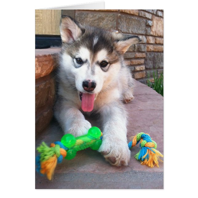 Söt Alaskan Malamute-valp fotohälsningskort Hälsningskort (Framsidan)