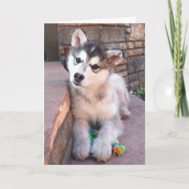 Söt Alaskan Malamute-valp lutar huvudet Fotograf Kort