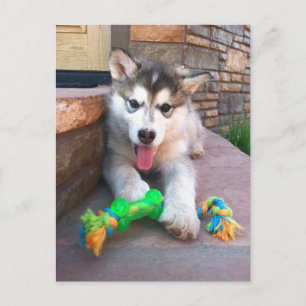 Söt Alaskan Malamute-valpfoto Saknar dig Vykort