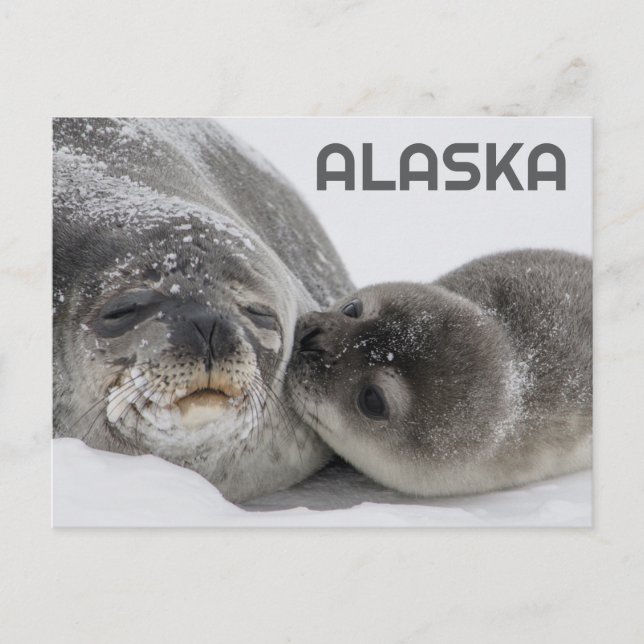 Söt Alaskasälbabys och mammas vykort (Framsida)