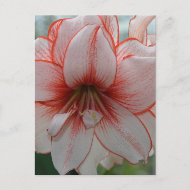 Söt Amarylis Vykort (Framsida)