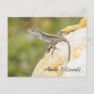 Söt Anole-ödla Postkort Vykort