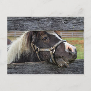 Söt Ansikte Donkey Vykort