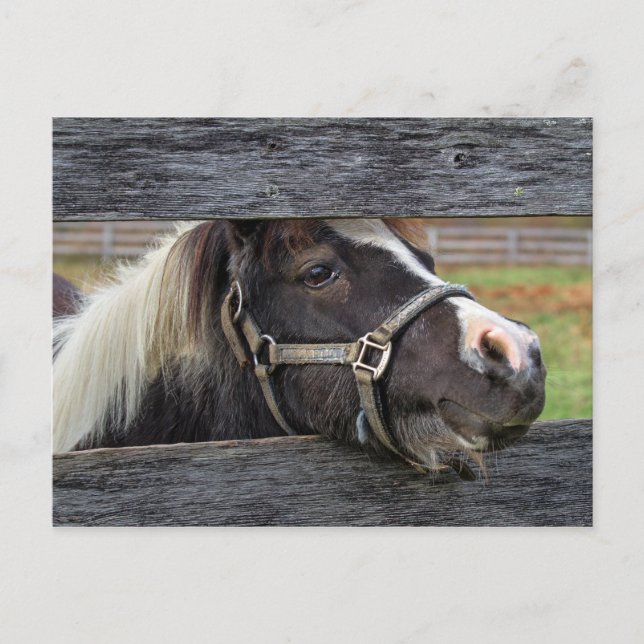 Söt Ansikte Donkey Vykort (Framsida)