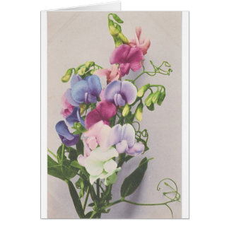 Söt ärta 1907 hälsningskort