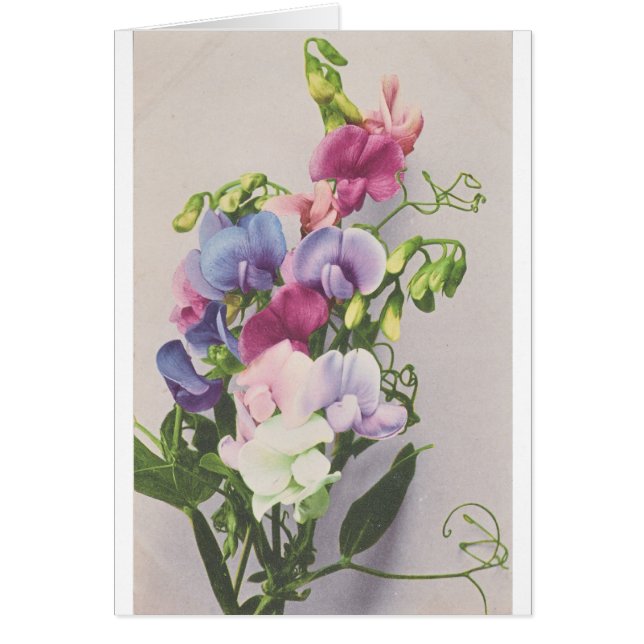 Söt ärta 1907 hälsningskort (Framsidan)