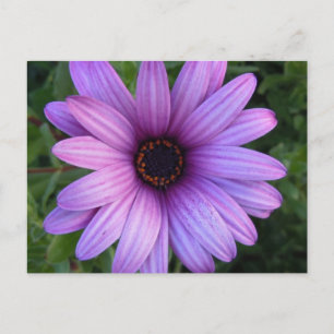 Söt Aster Flower vycard Vykort