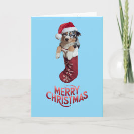 Söt australian shepherd jul  kort