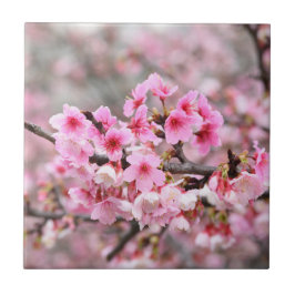 Söt av Cherry blommar Japan blommigt rosa Kakelplatta