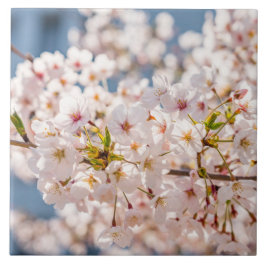 Söt av Cherry blommar Japan blommigt rosa Kakelplatta
