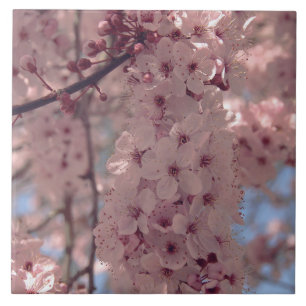 Söt av Cherry blommar Japan blommigt rosa Kakelplatta