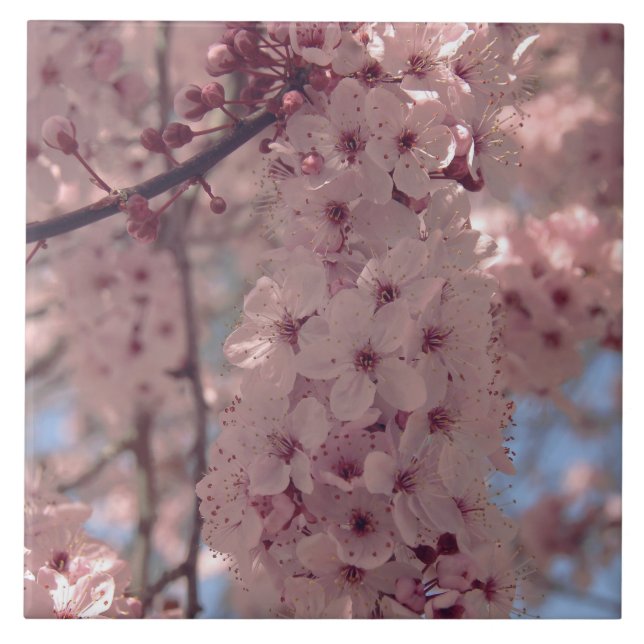 Söt av Cherry blommar Japan blommigt rosa Kakelplatta (Framsidan)