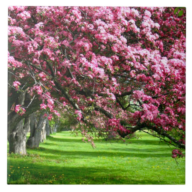 Söt av Cherry blommar Japan blommigt rosa Kakelplatta (Framsidan)