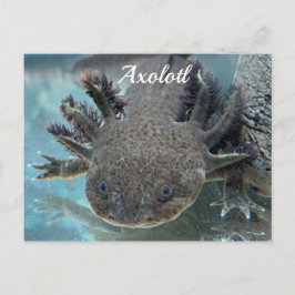 Söt axolotl vykort