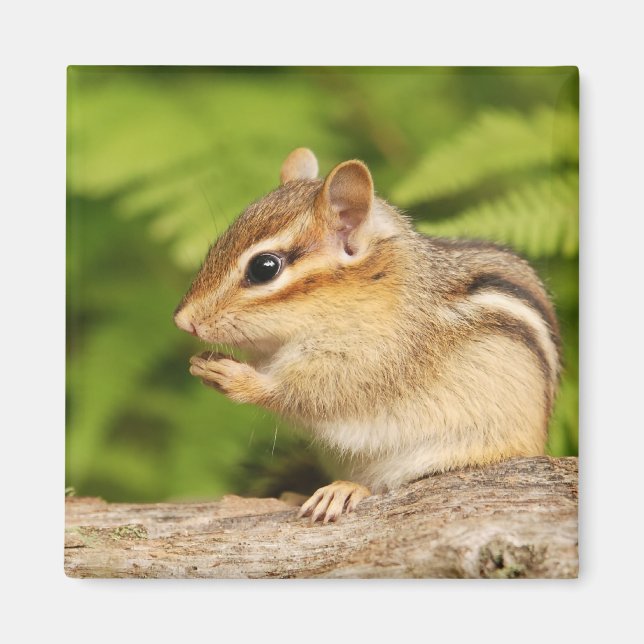 Söt baby chipmunk magnet (Framsidan)