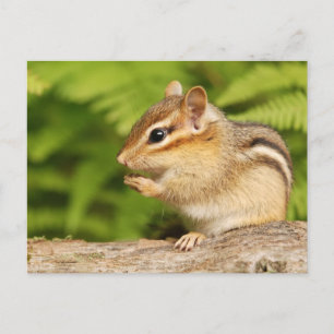 Söt baby chipmunk med snack vykort