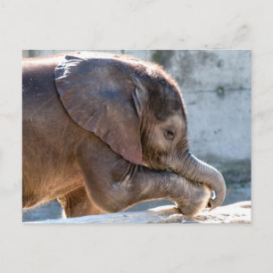 Söt baby elefant vykort