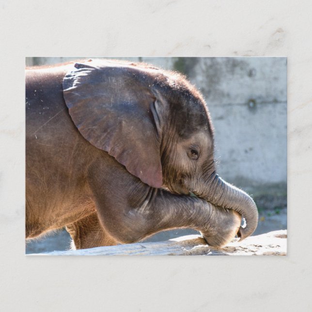 Söt baby elefant vykort (Framsida)