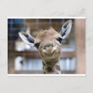 Söt baby giraffe vykort
