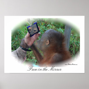 Söt Baby Orangutan poster