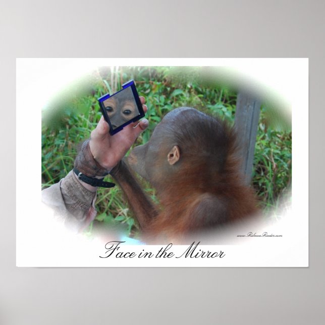 Söt Baby Orangutan poster (Framsidan)