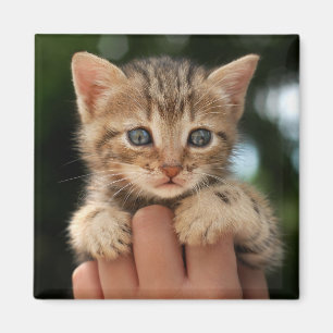 Söt babykattunge magnet