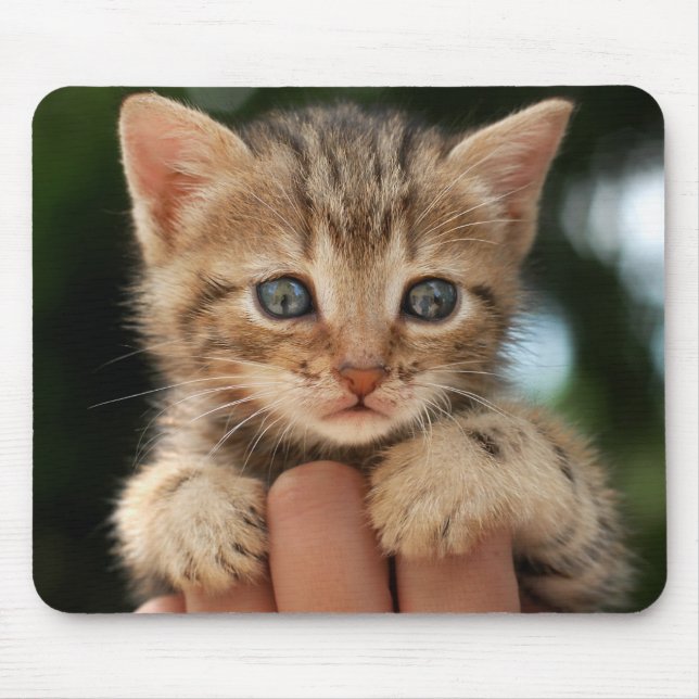 Söt babykattunge musmatta (Framsidan)