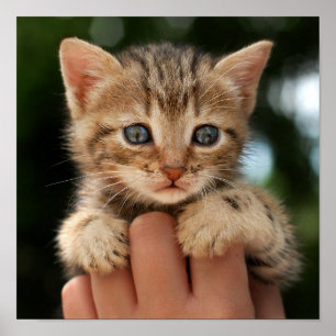 Söt babykattunge poster