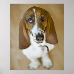 Söt Bassetthund Poster