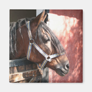 Söt Bay Horse i en solupplyst anläggning Magnet