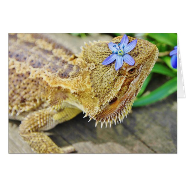 Söt Bearded Dragon Hälsningskort (Framsidan Horizontal)