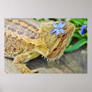 Söt Bearded Dragon Poster