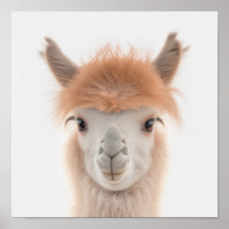 Söt Bebis Lama Porträtt (Alpacka) |  1:1 Poster
