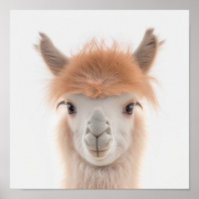 Söt Bebis Lama Porträtt (Alpacka) |  1:1 Poster (Framsidan)