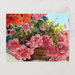 Söt Begonia Flowers Vykort