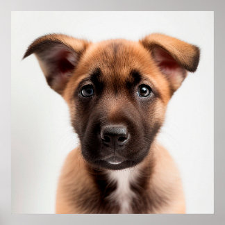 Söt belgisk malinois-valp Hundporträttaffisch Poster