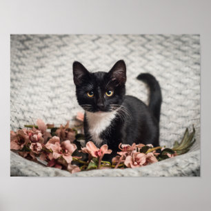 Söt Bella Rose Poster