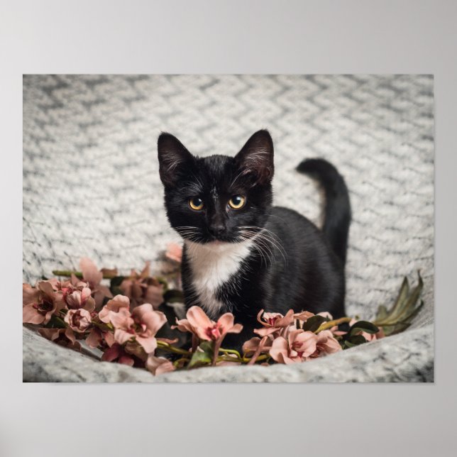 Söt Bella Rose Poster (Framsidan)