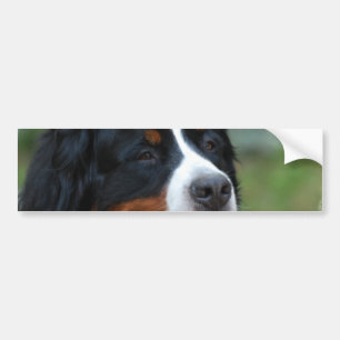 Söt Bernese bildekal